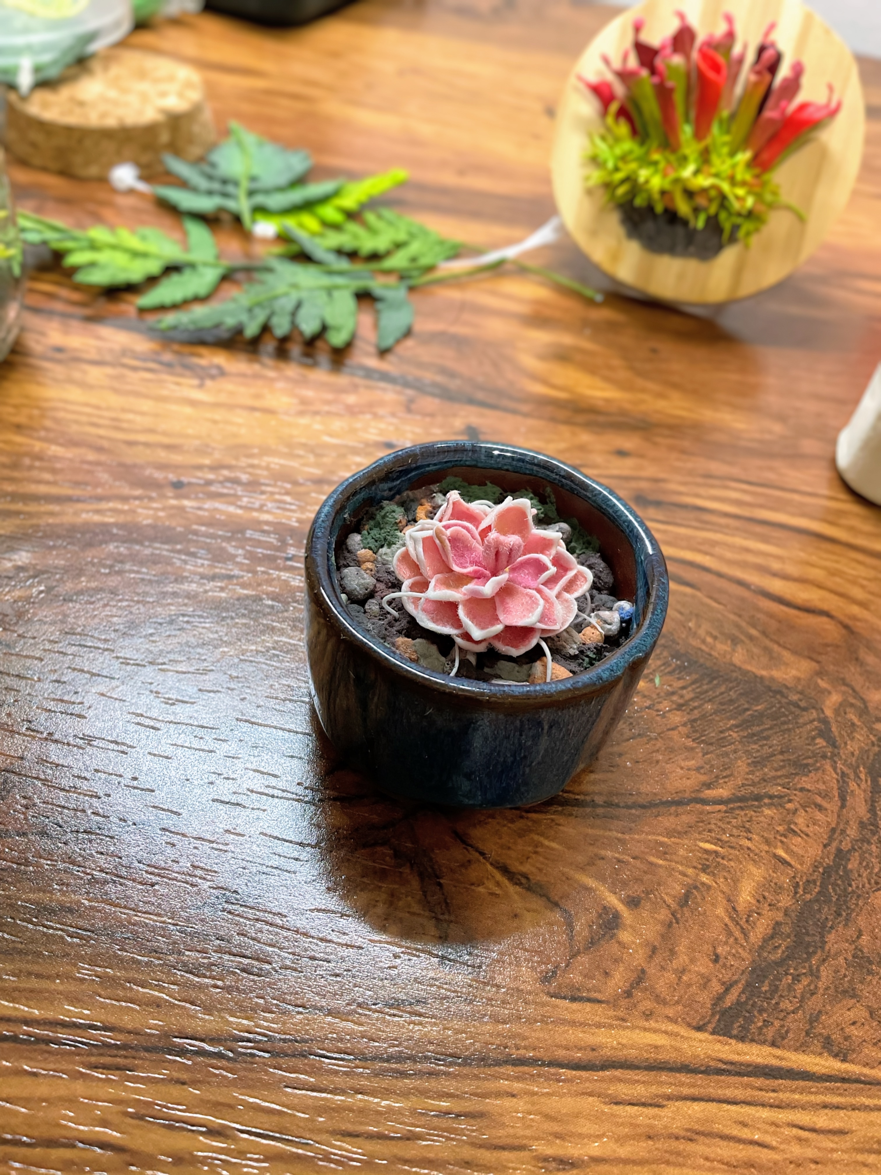 黏土做的食蟲植物