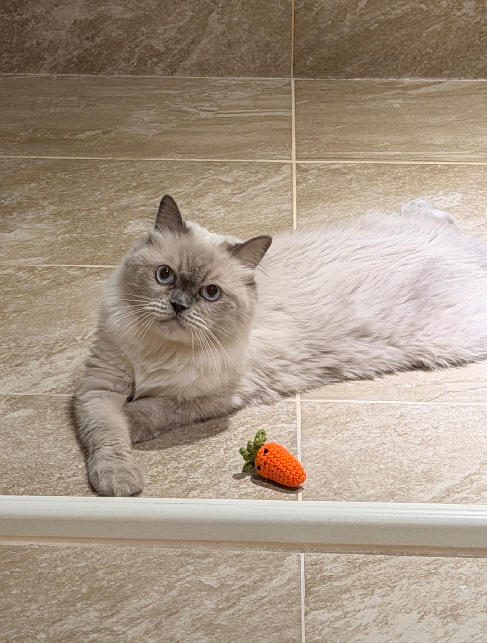 新款先匯款下單區（勿隨意下單）