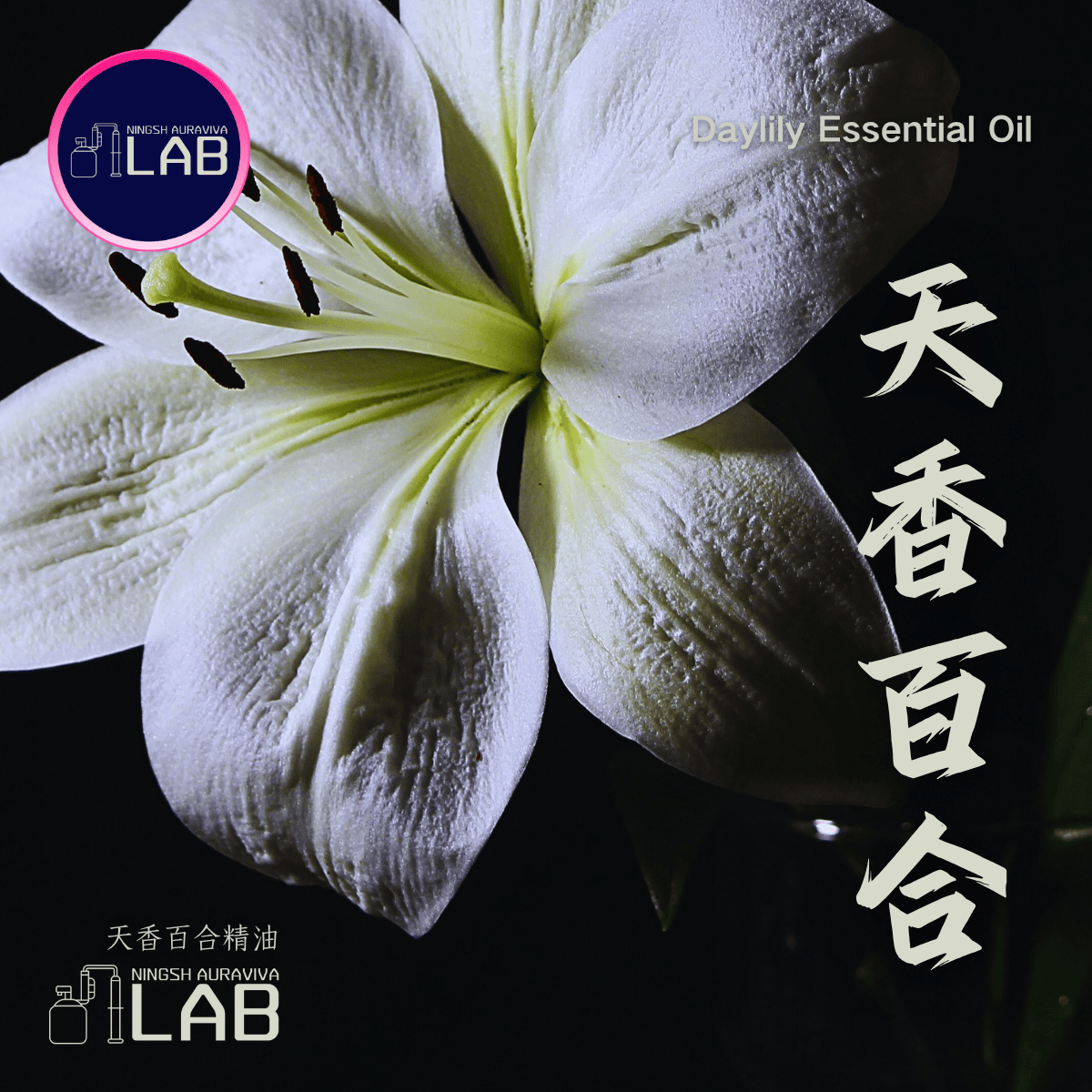 天香百合精油20ml 依花期時價