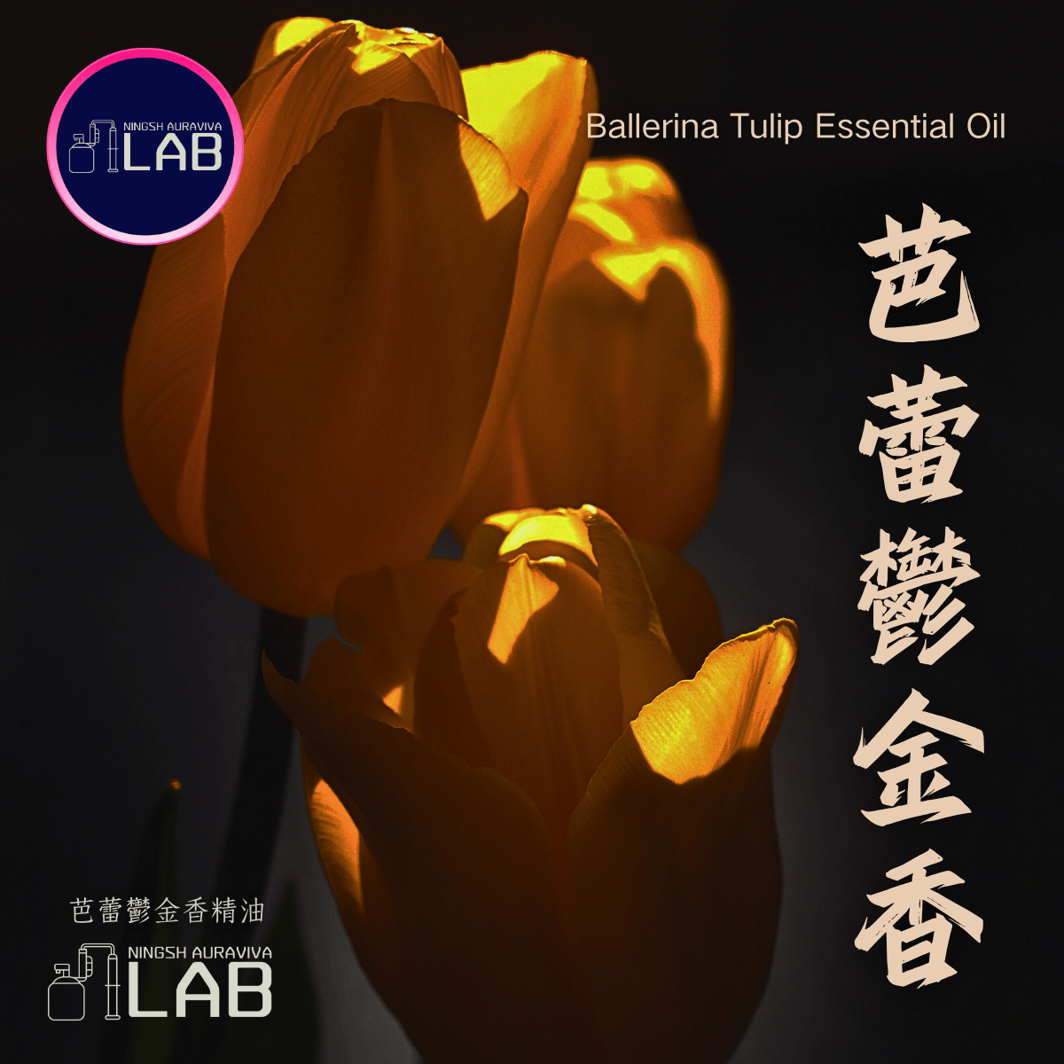 芭蕾鬱金香精油 | 20ml（依花期時價）
