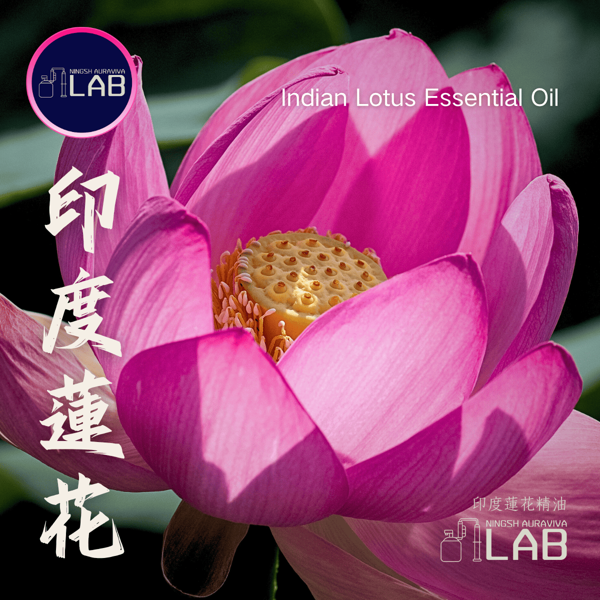 印度蓮花精油 | 20ml 依花期時價