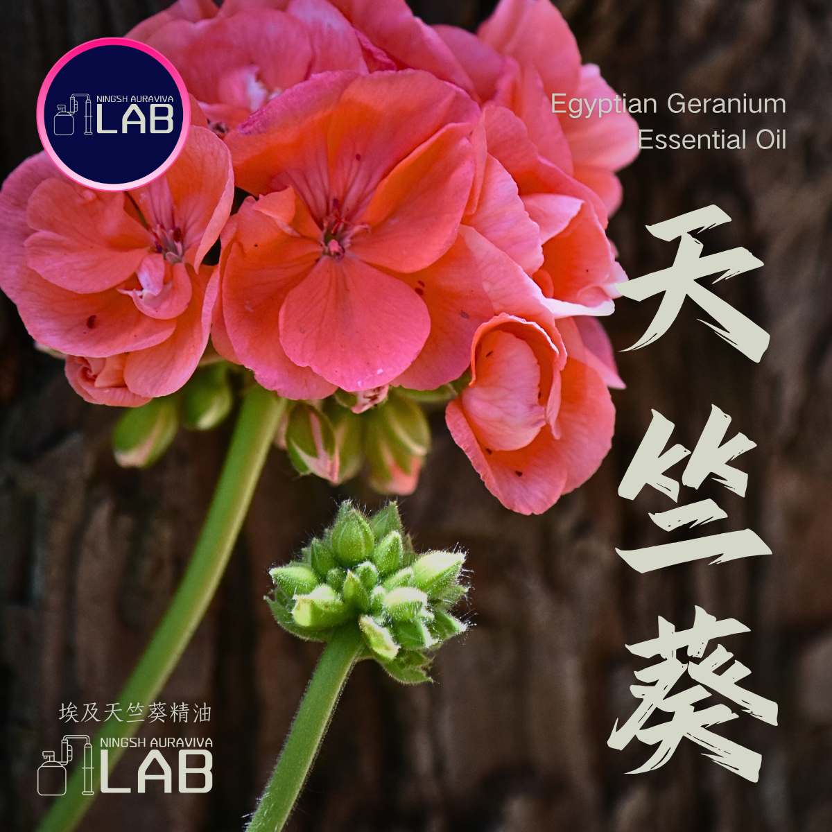 埃及天竺葵精油30ml 依花期時價