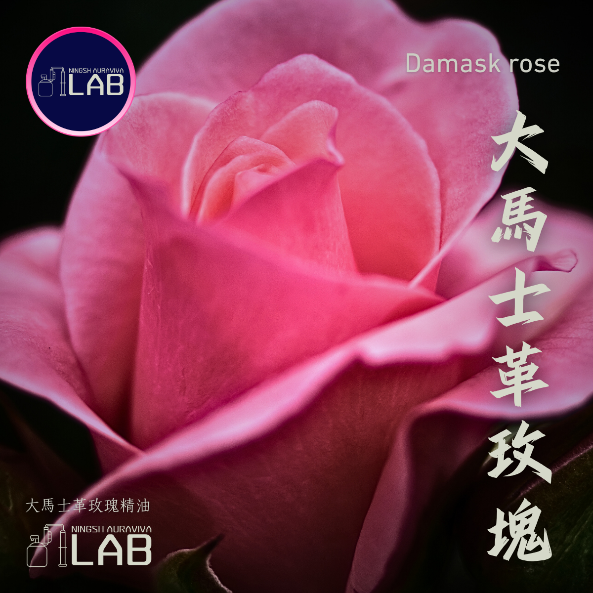 大馬士革玫瑰精油 | 波斯原種 6ml 依花期時價調整
