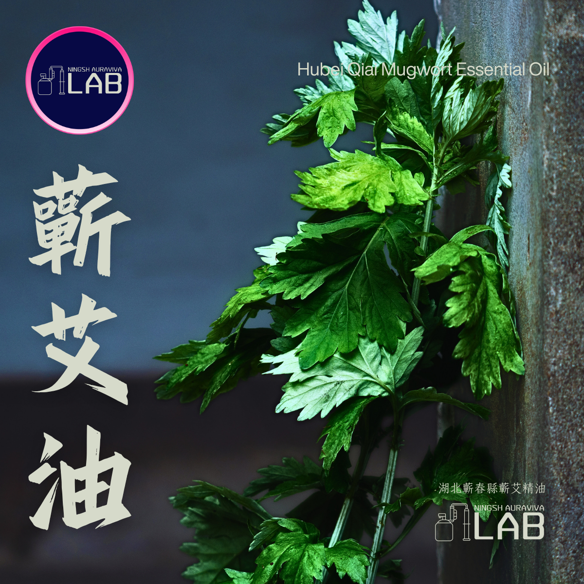 蘄艾王精油 | 30ml 依花期時價