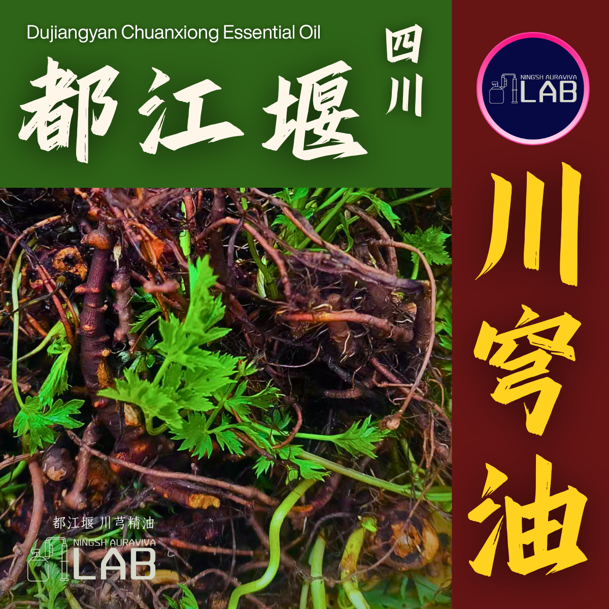 四川都江堰 川芎精油 15ml｜氣血同調的芳療金鑰（依農期時價）