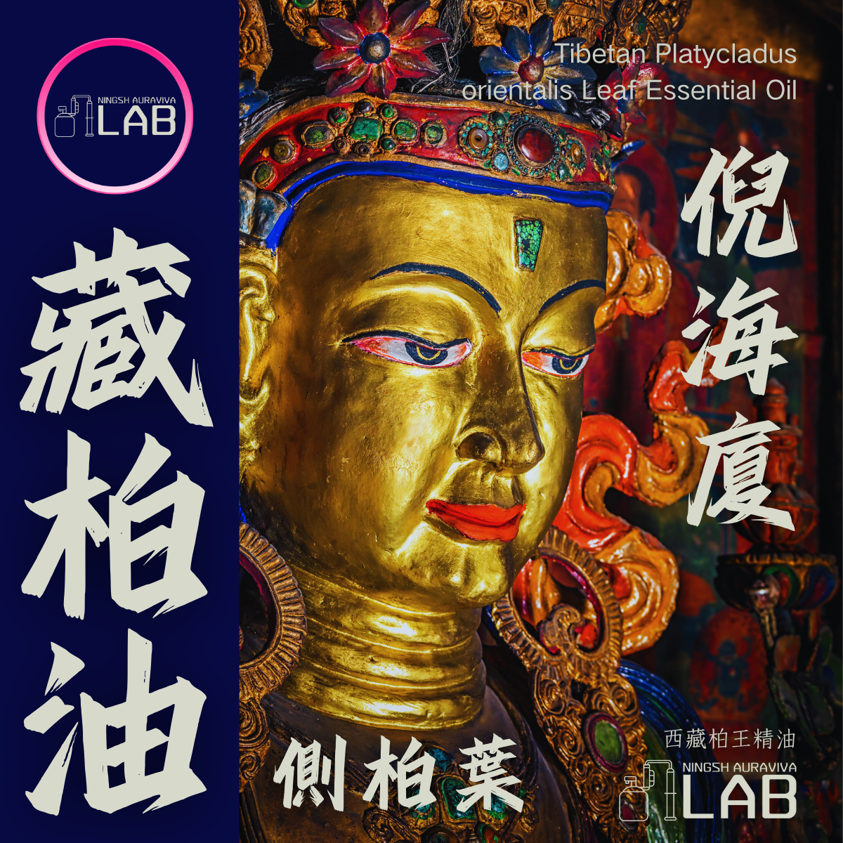 西藏側柏葉精油 | 30ml 依花期時價