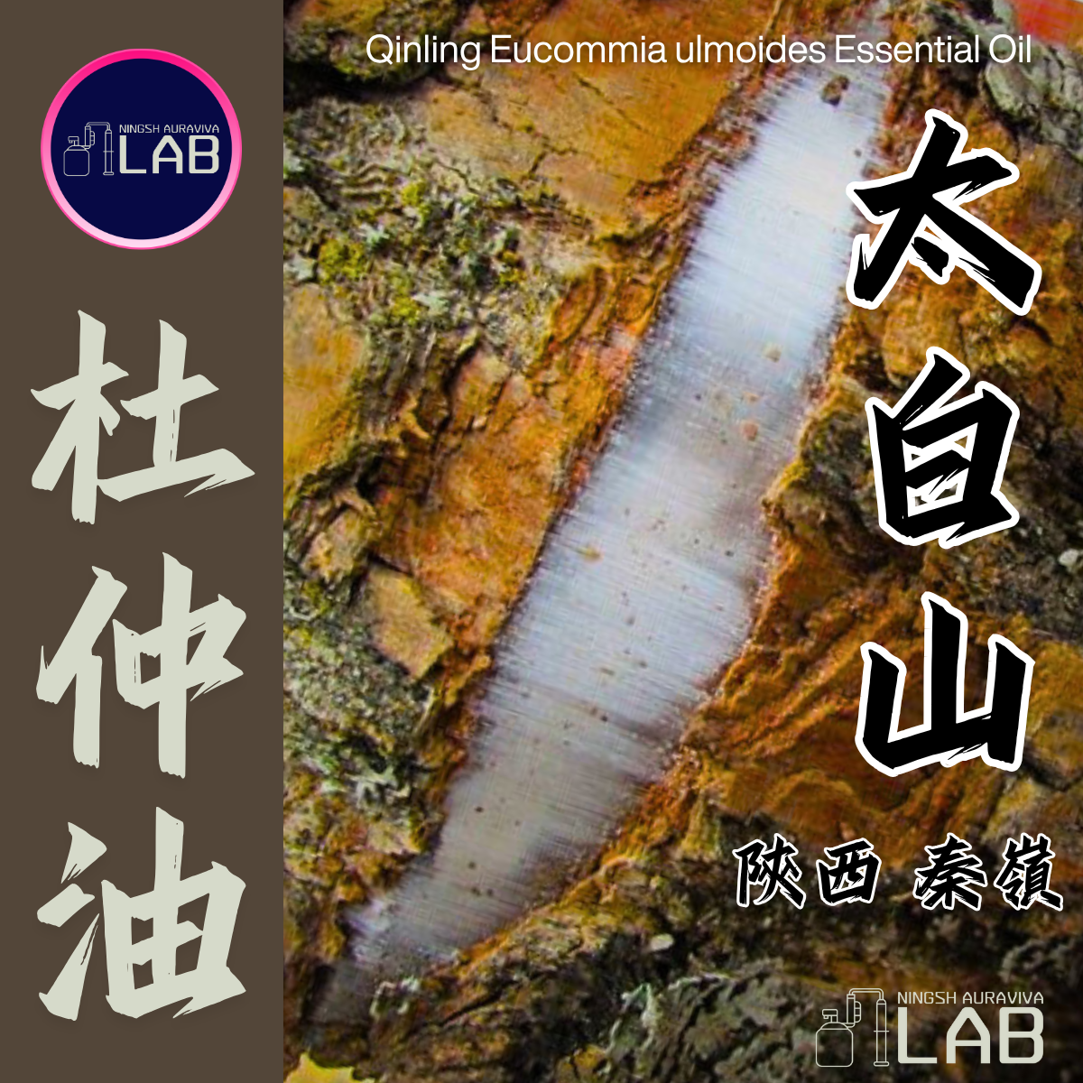 陝西太白山 杜仲精油 15ml｜預防膠原蛋白分解 壯筋養骨（依農期時價）