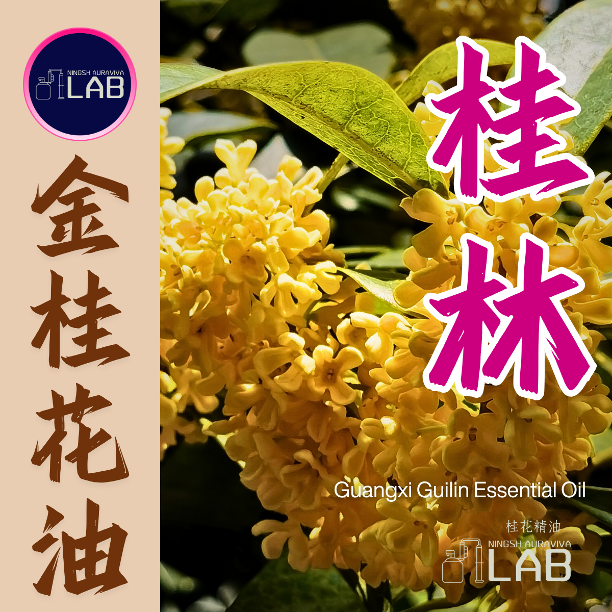 廣西金桂花精油 20ml 3/13-3/31在上海
