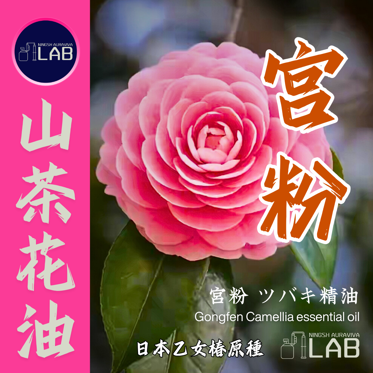 宮粉山茶花精油 20ml  3/13-3/31在上海
