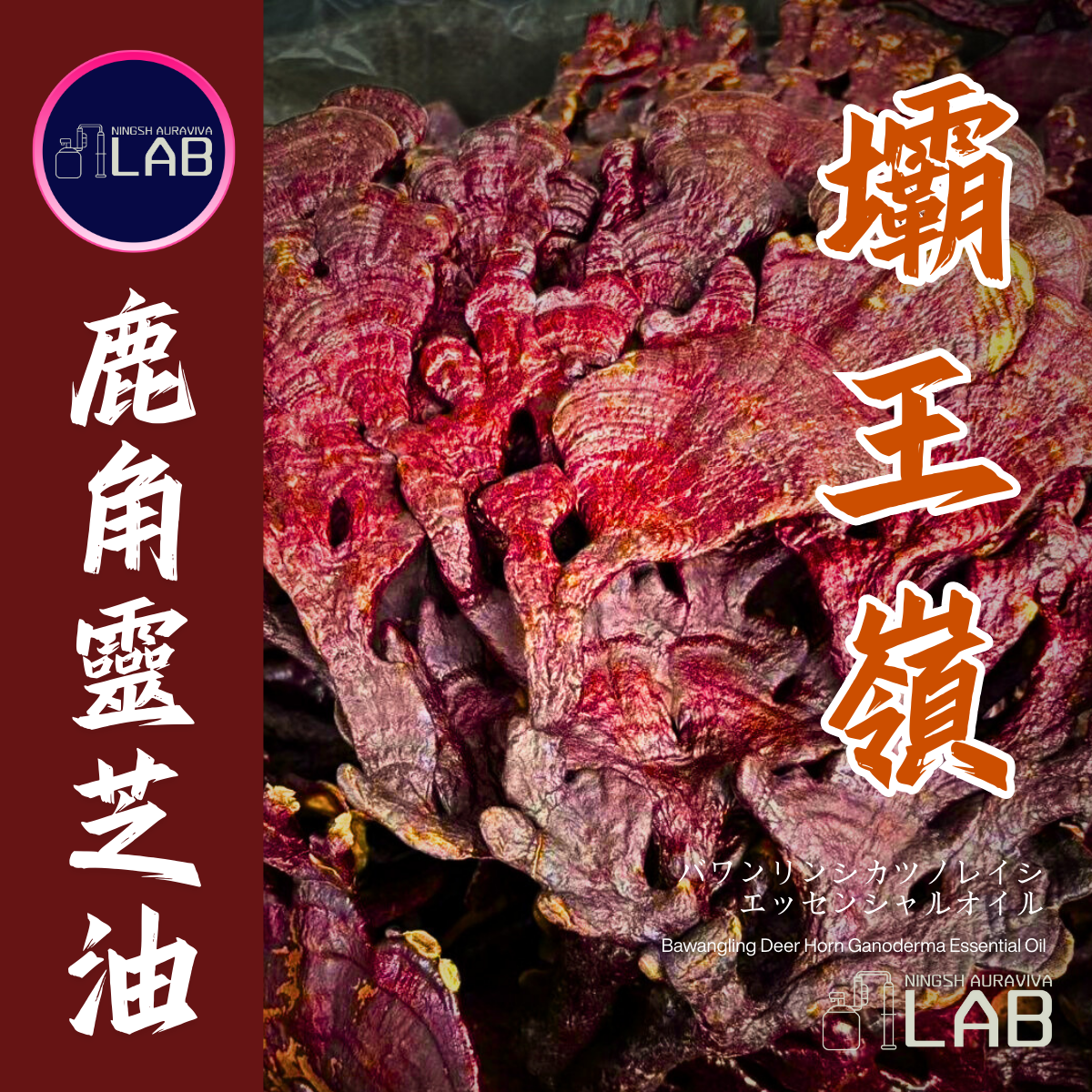 壩王嶺 鹿角靈芝精油15ml 3/13-3/31在上海