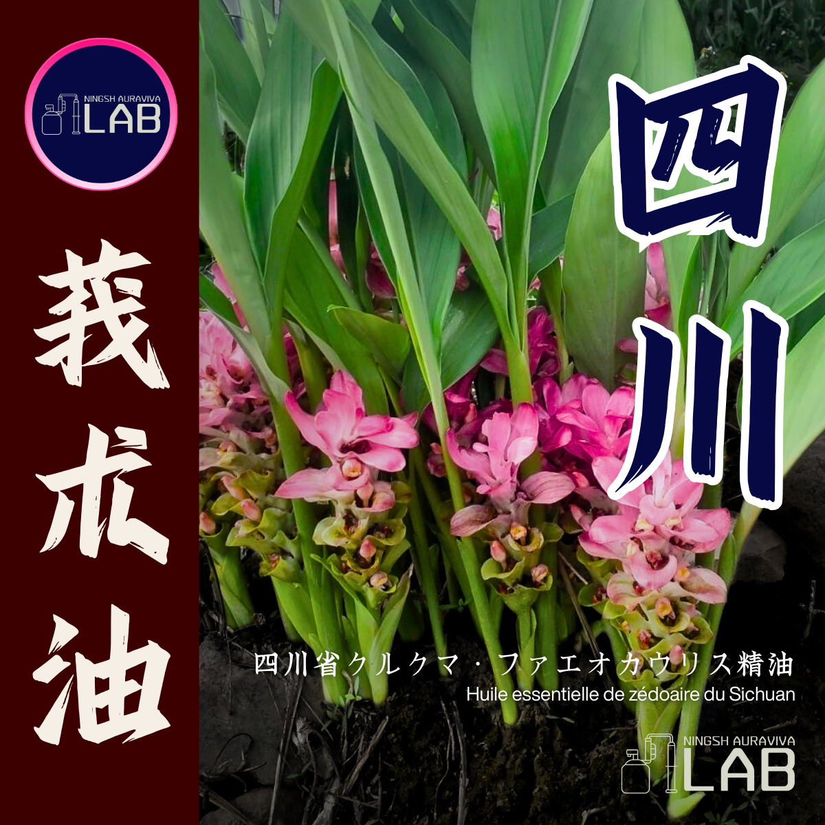 四川 莪朮精油15ml 3/13-3/31在上海