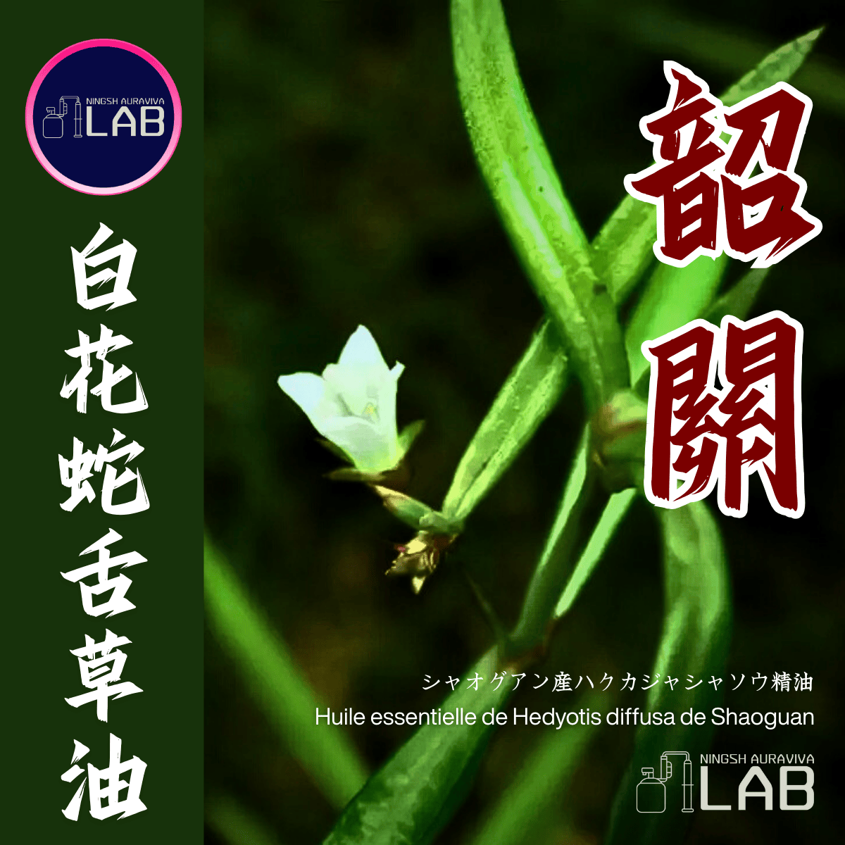 廣東韶關 白花蛇舌草精油15ml3/13-3/31在上海