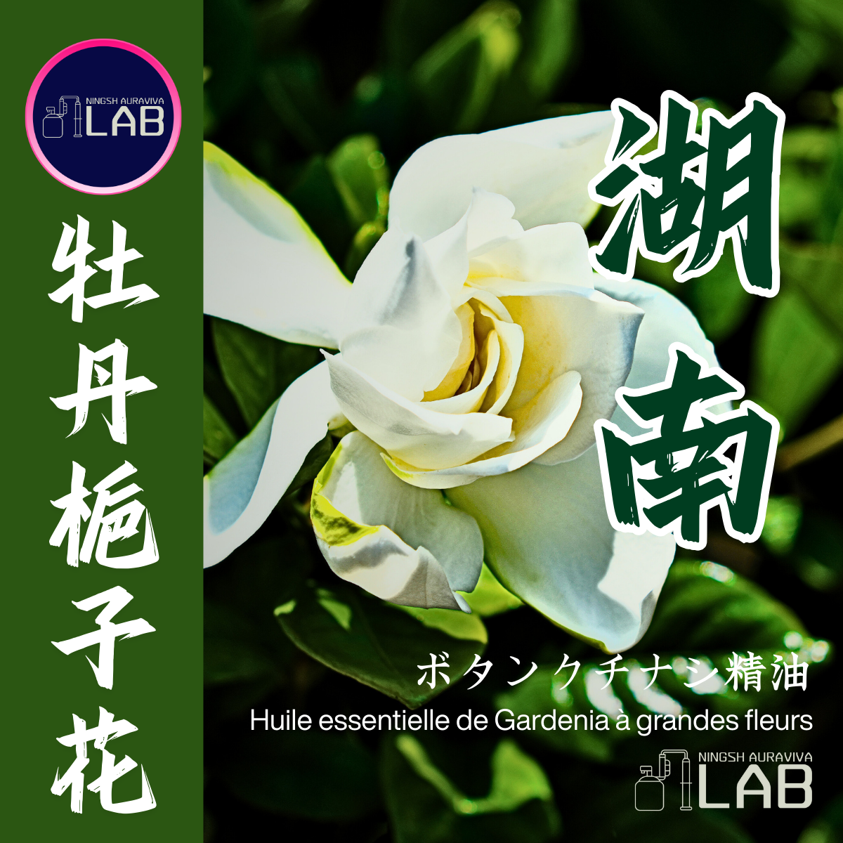湖南牡丹梔子花精油20ml 3/13-3/31在上海