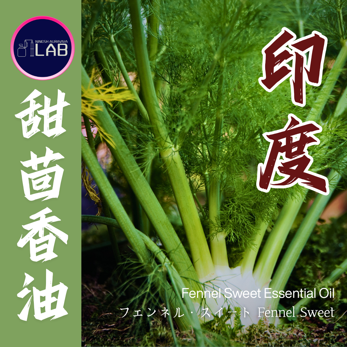 印度甜茴香精油 20ml 3/13-3/31在上海