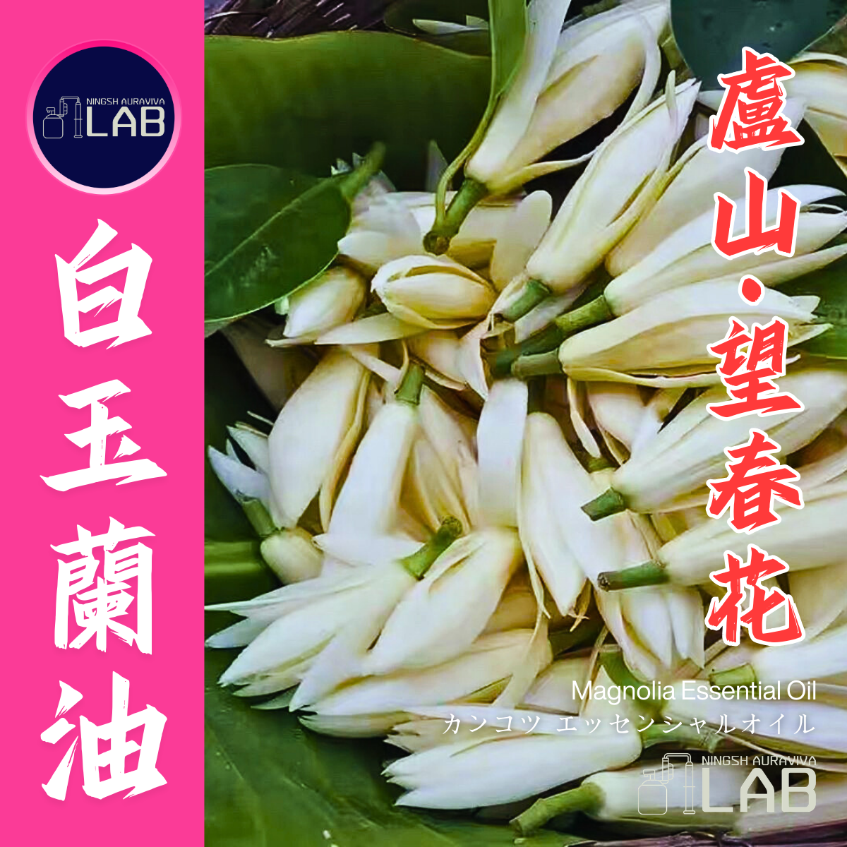 廬山 白玉蘭精油 15ml 3/13-3/31在上海