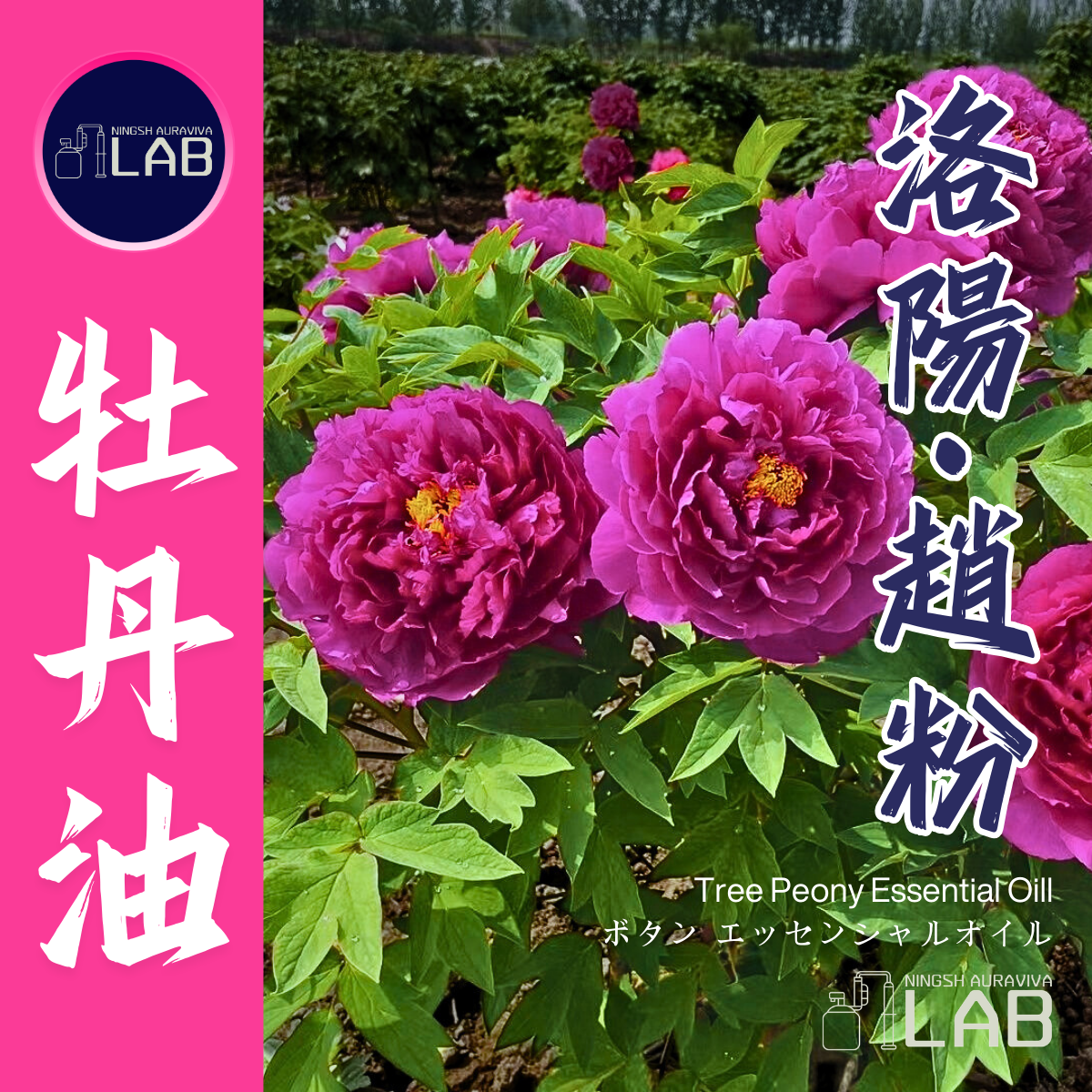 洛陽 牡丹精油15ml 3/13-3/31在上海