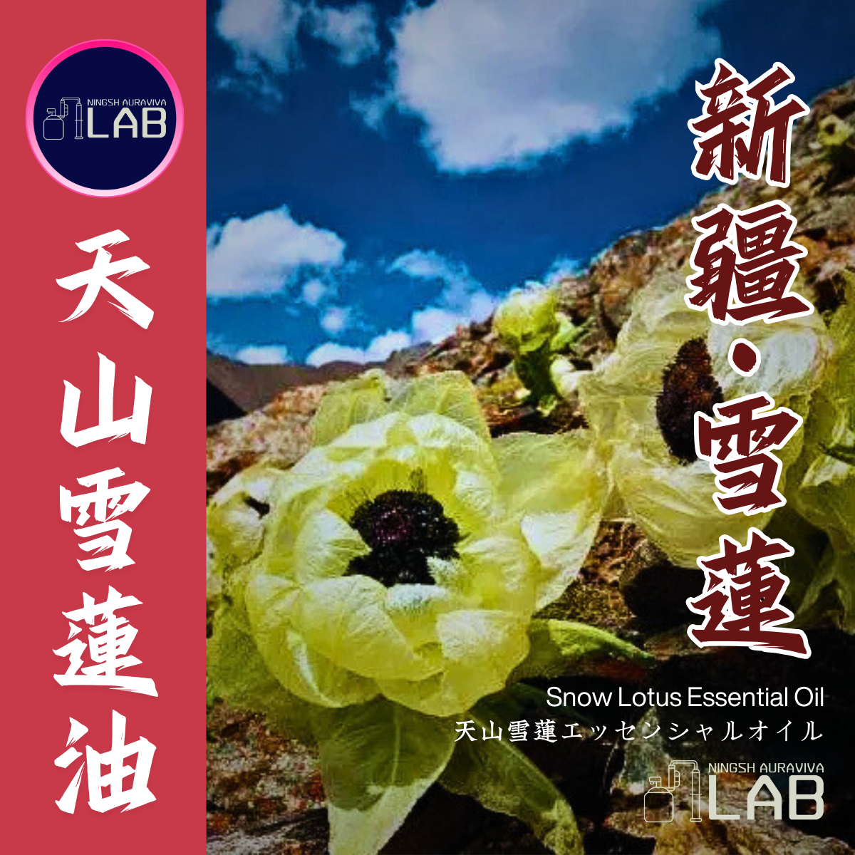 新疆天山雪蓮精油15ml 3/13-3/31在上海