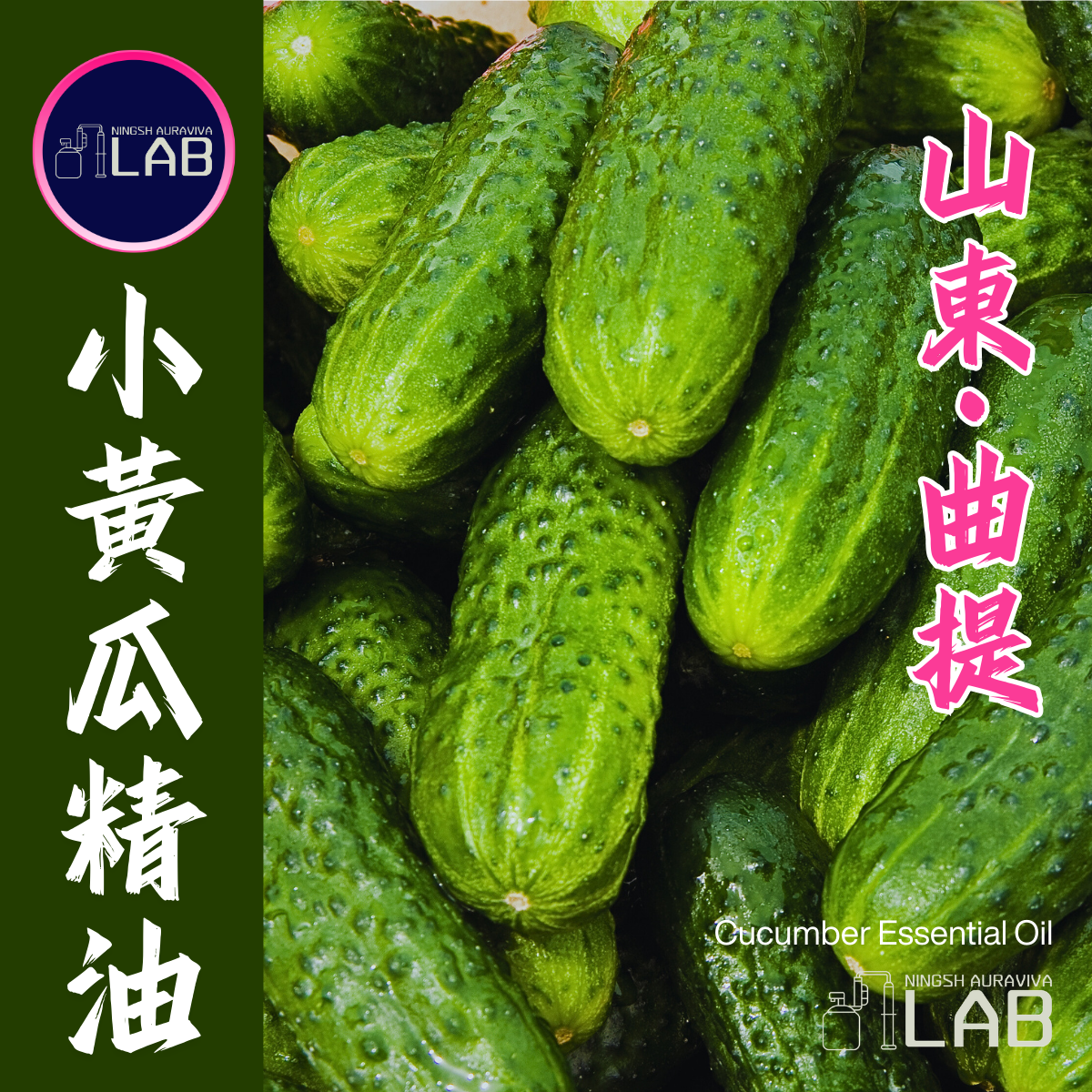 山東小黃瓜精油