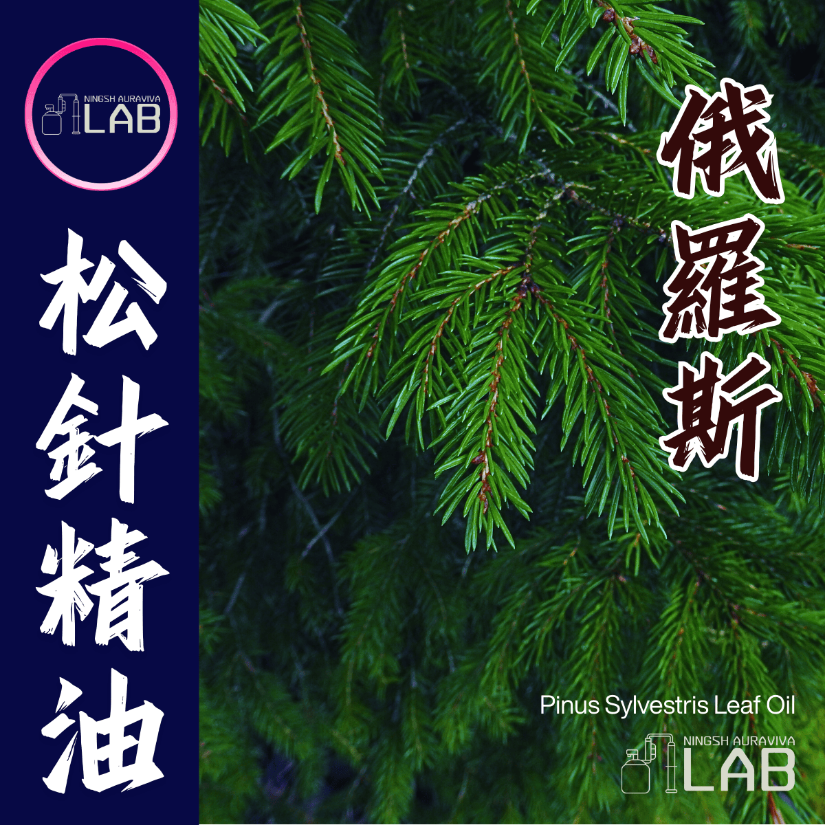 俄羅斯西伯利亞 松針精油