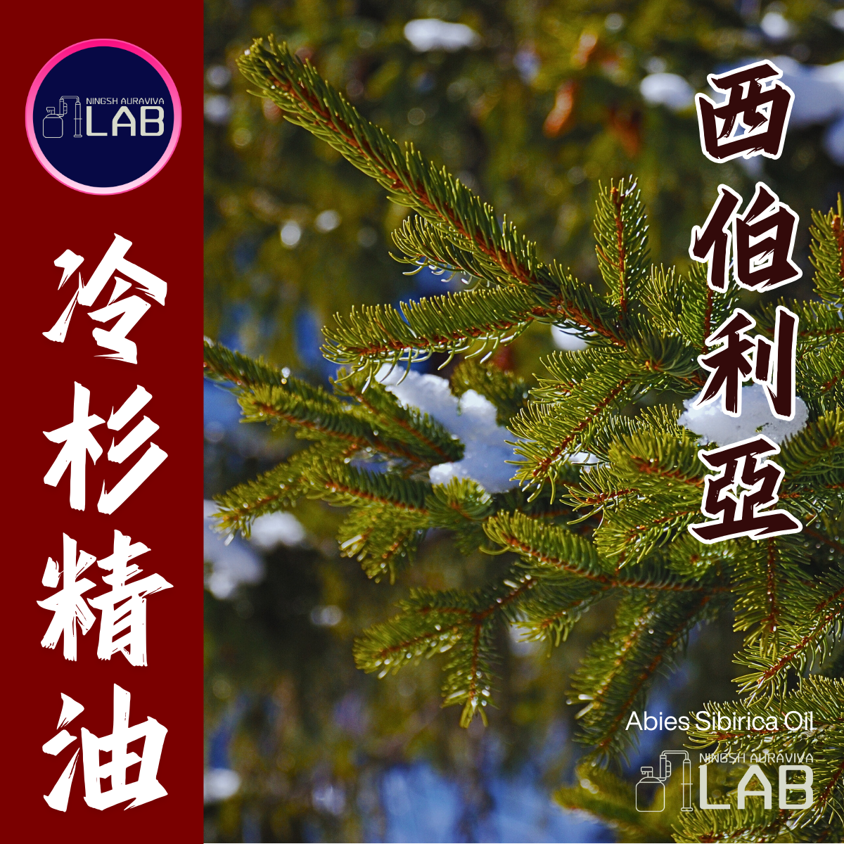 俄羅斯西伯利亞 冷杉精油