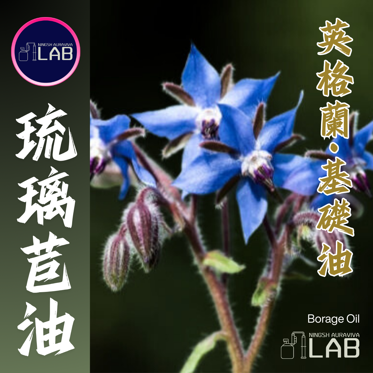 英格蘭琉璃苣基礎油 30ml