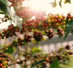 哥斯大黎加 富士桃花 厭氧蜜處理