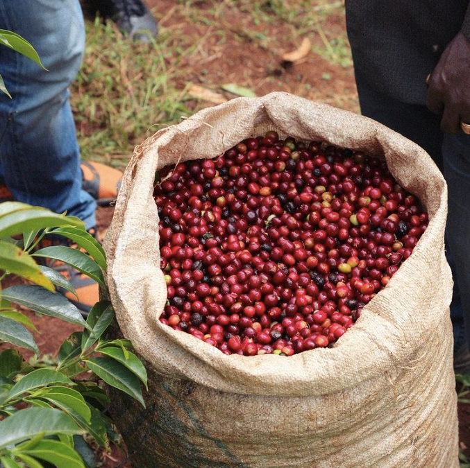 耶加雪菲 夏蘭處理廠 日曬