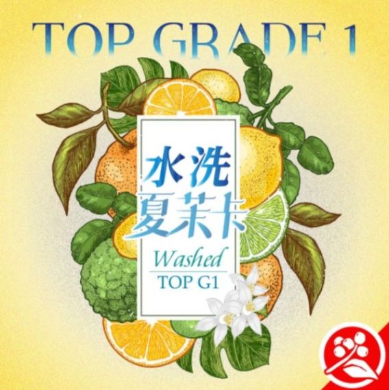 耶加雪菲 夏茉卡 水洗