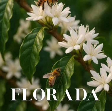 哥倫比亞 茶花香頌 低溫厭氧處理