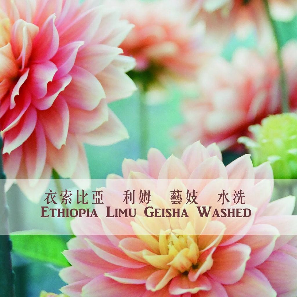 衣索比亞 莉姆藝妓 水洗