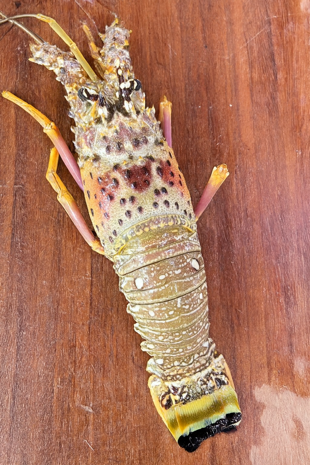 陳家食品丨巴西生凍龍蝦