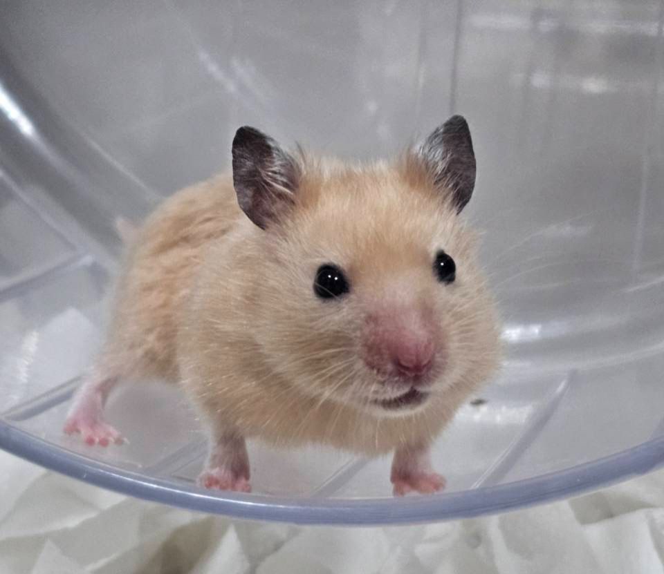 漏漏價的水晶(手圍都是16!)