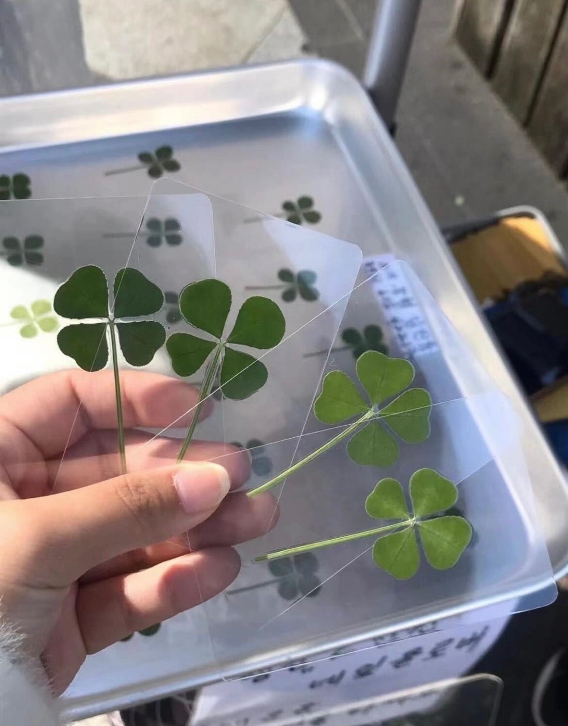 莫名其妙變幸運！幸運草透卡🍀