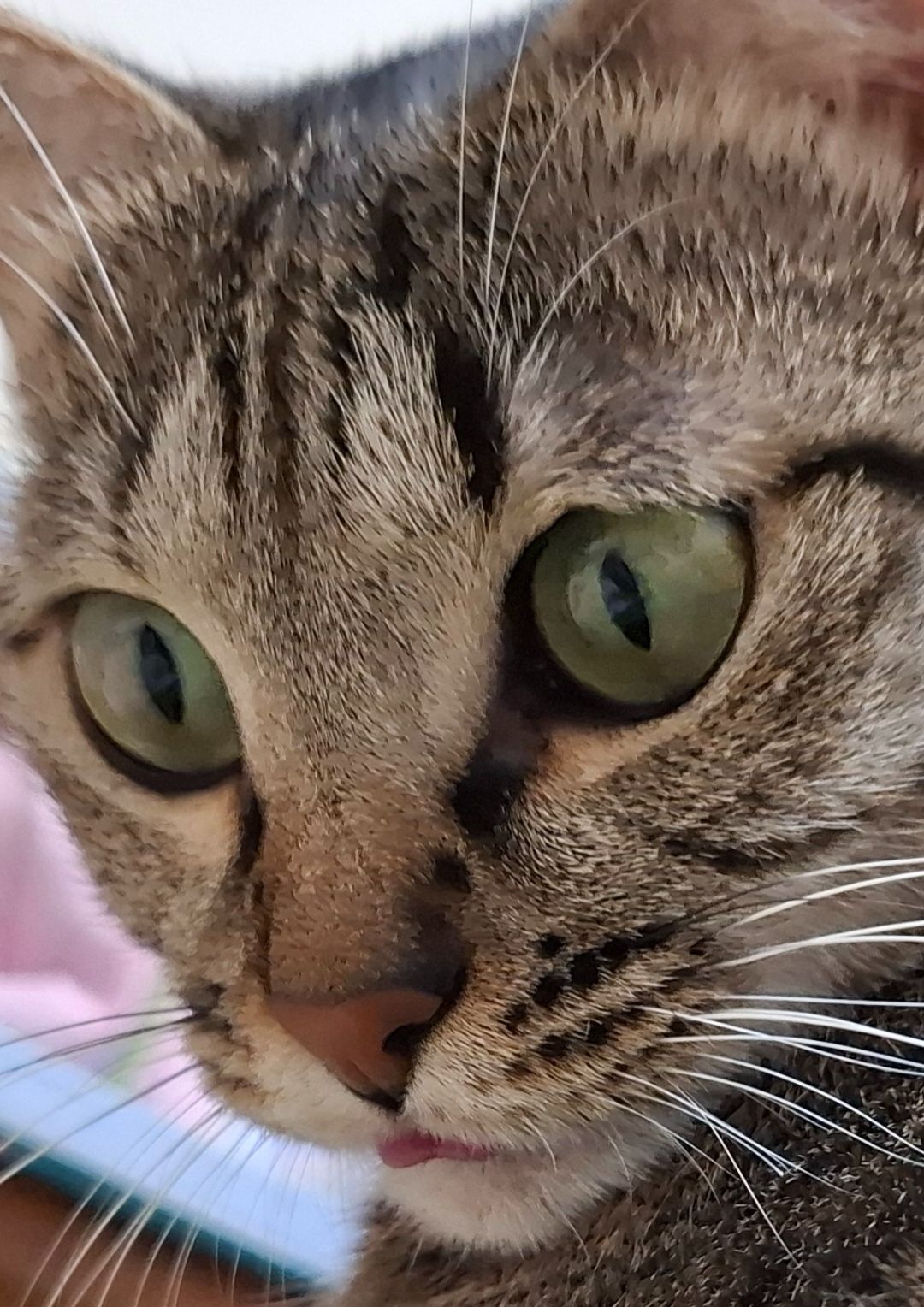 芙寧娜同人專區