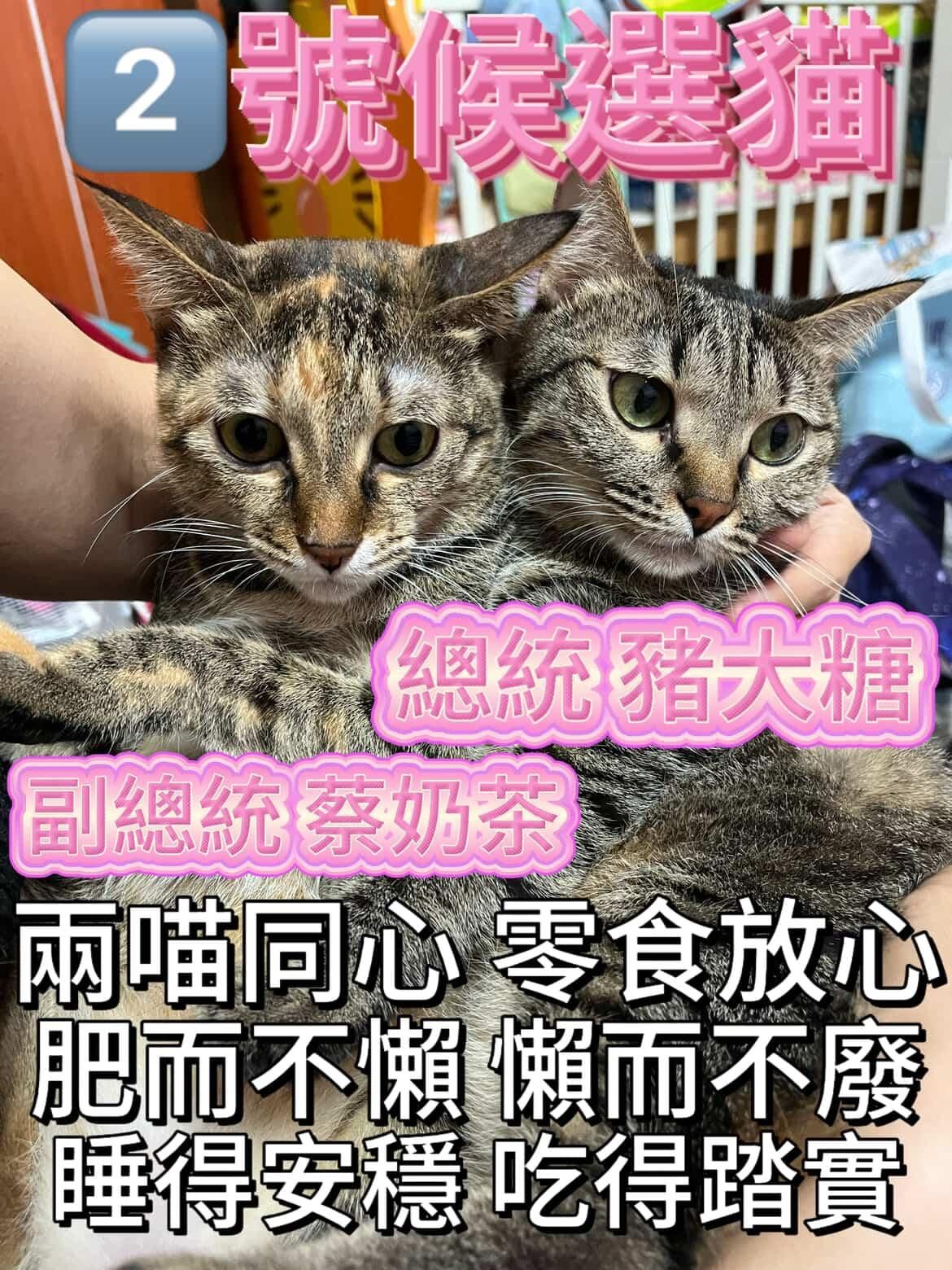 崩鐵同人 女角色區