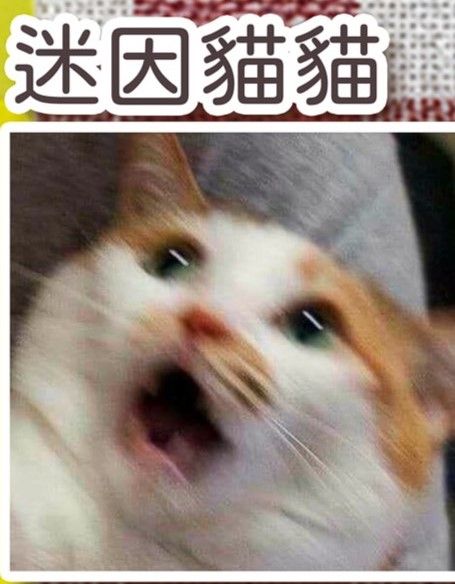 兔瓜早期🐈買到即絕版_迷因貓貓貼紙