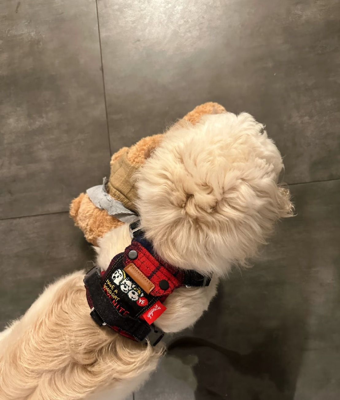 野莓牧場紅（牛仔）