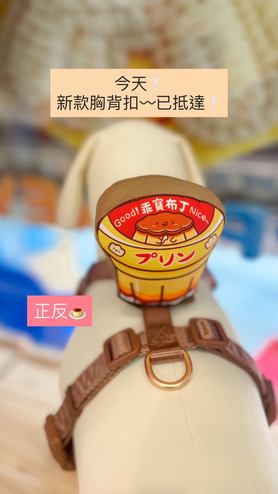 可站立正反不同胸背扣