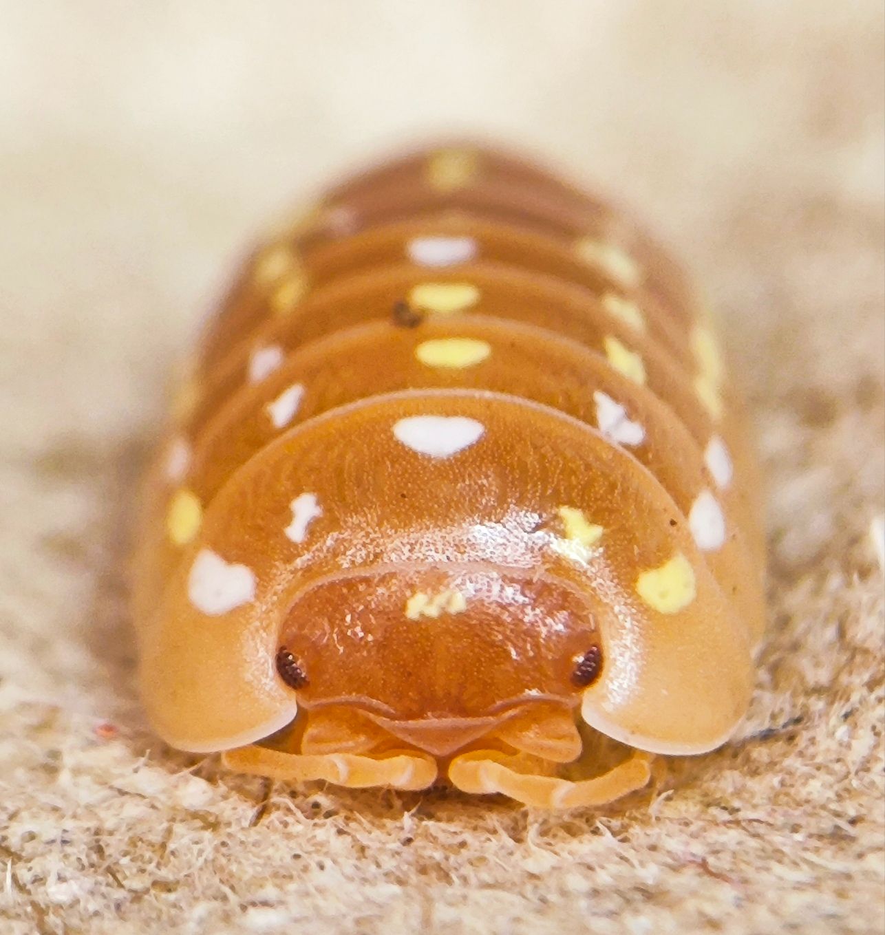 A屬小可愛 Armadillidium