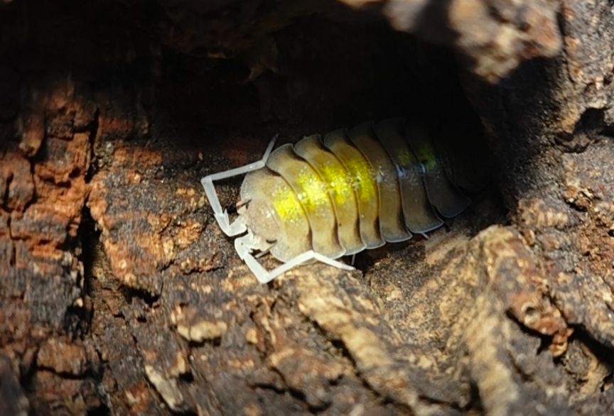 P屬小可愛 Porcellio