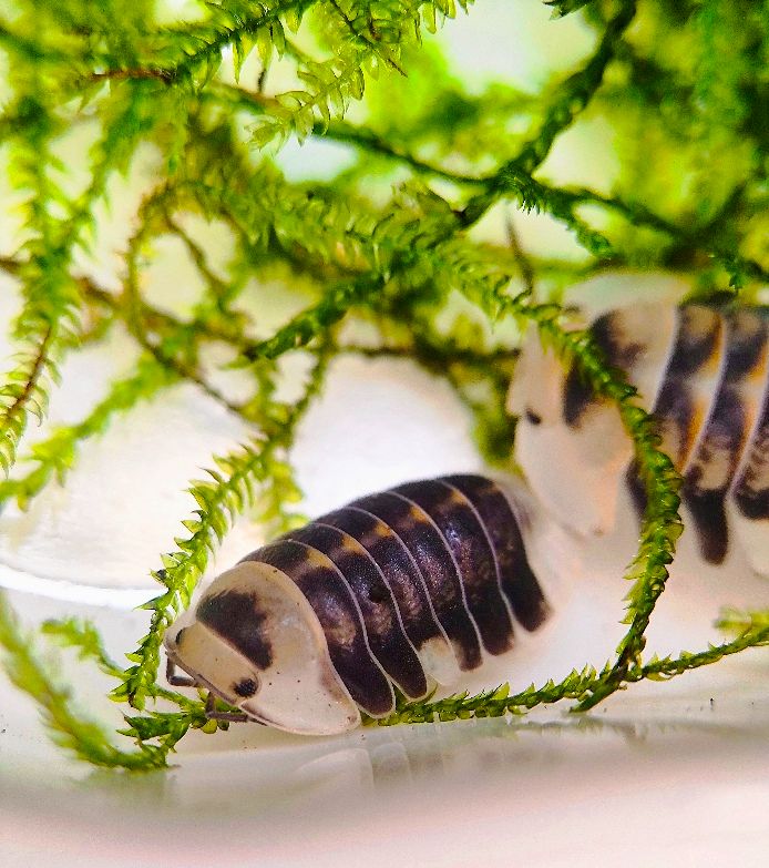 C屬小可愛 Cubaris