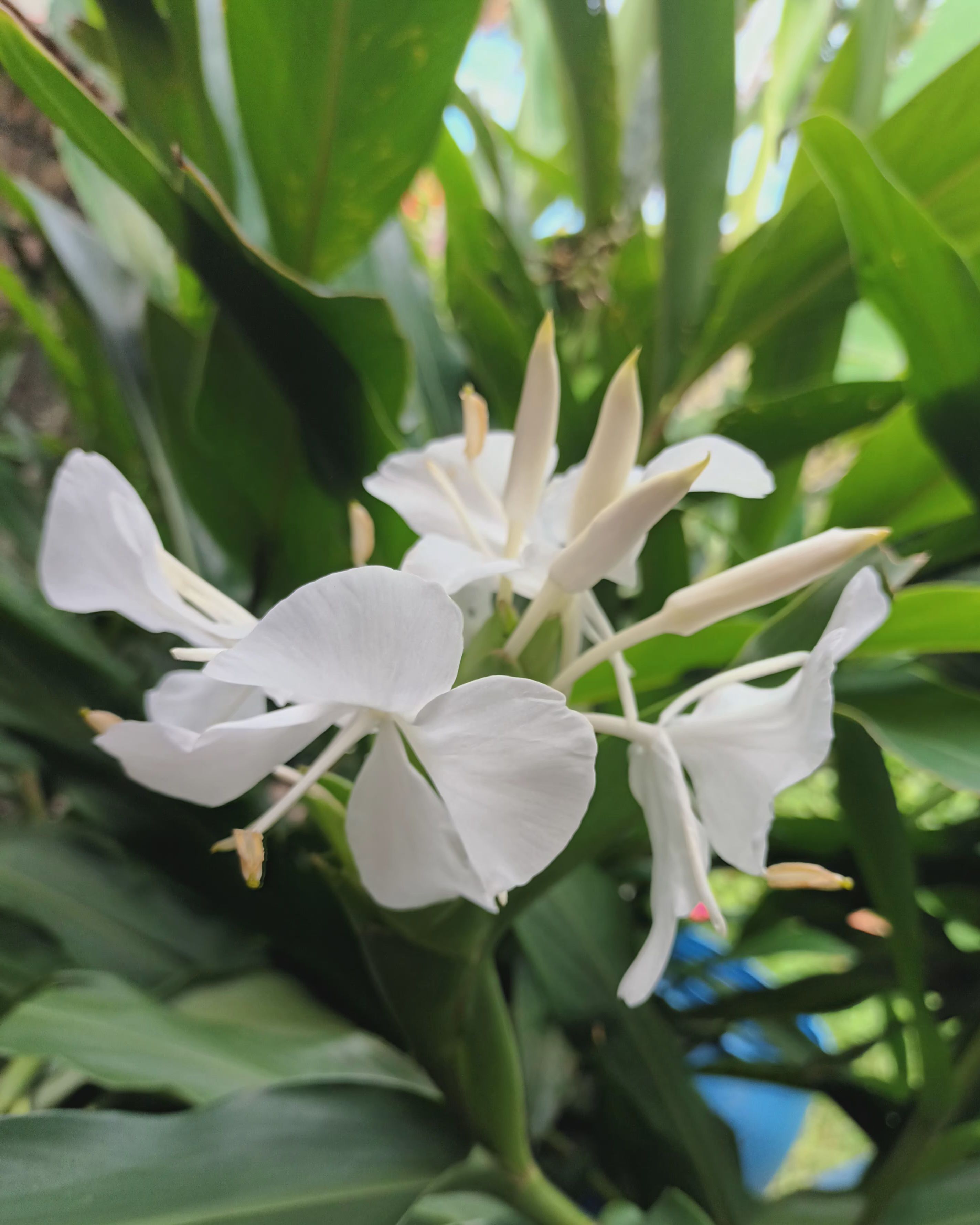 白色野薑花芽