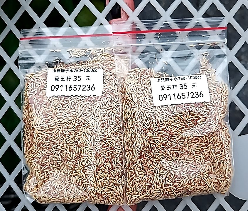免運 愛玉籽20g（兑水2000ml）附洗袋