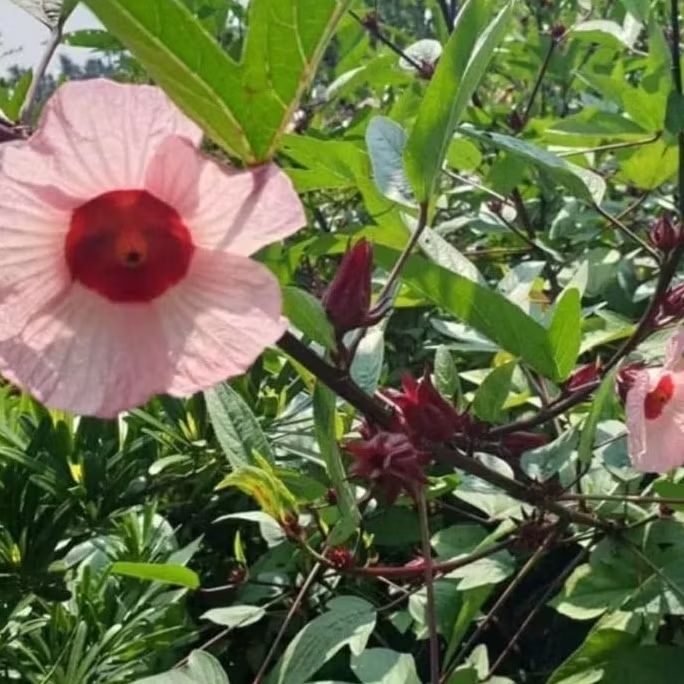 10月底~12月 有機新鮮洛神花 🌷10月中旬~12月上市