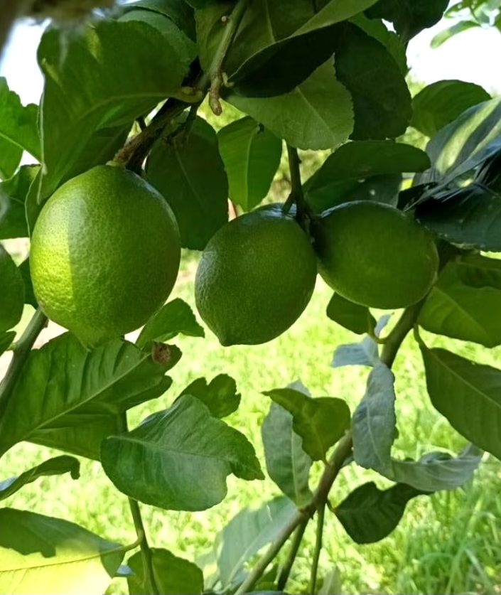 小農檸檬箱 🍋 新鮮檸檬冬季2~10天出貨