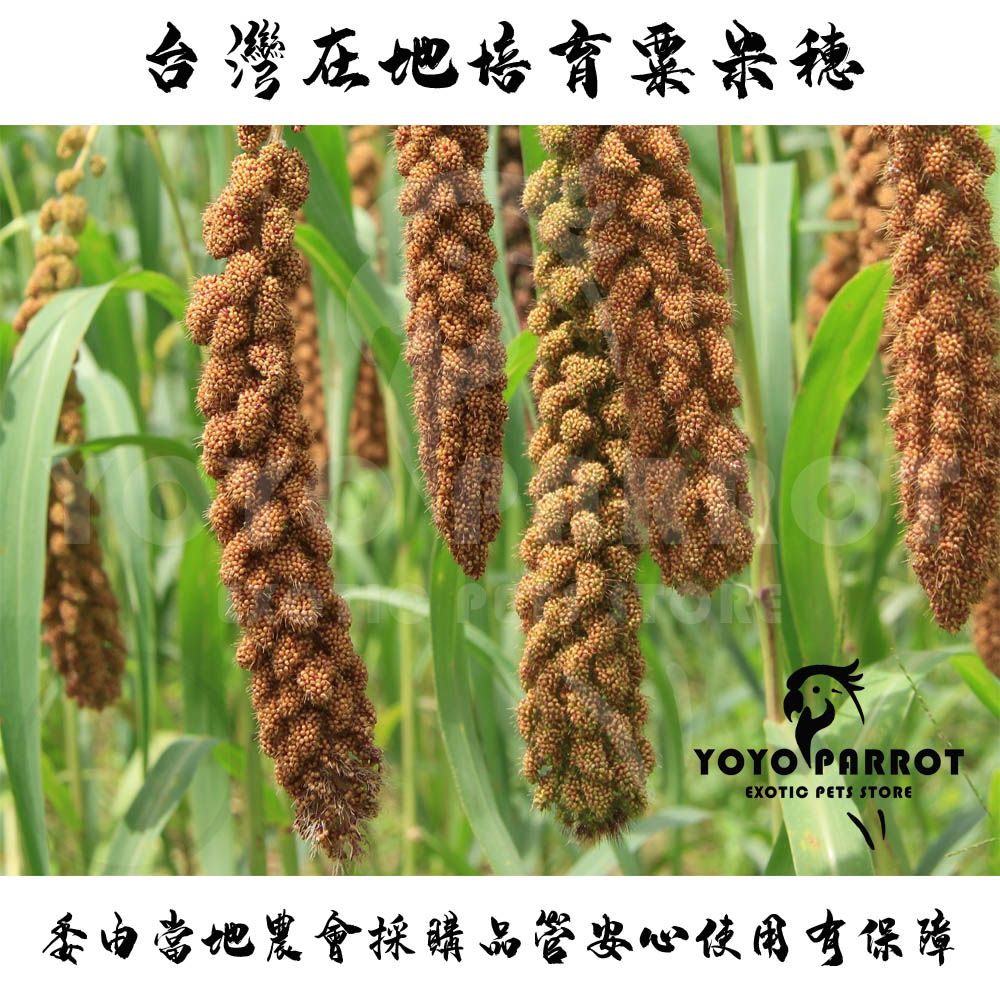 台灣在地天然小米粟