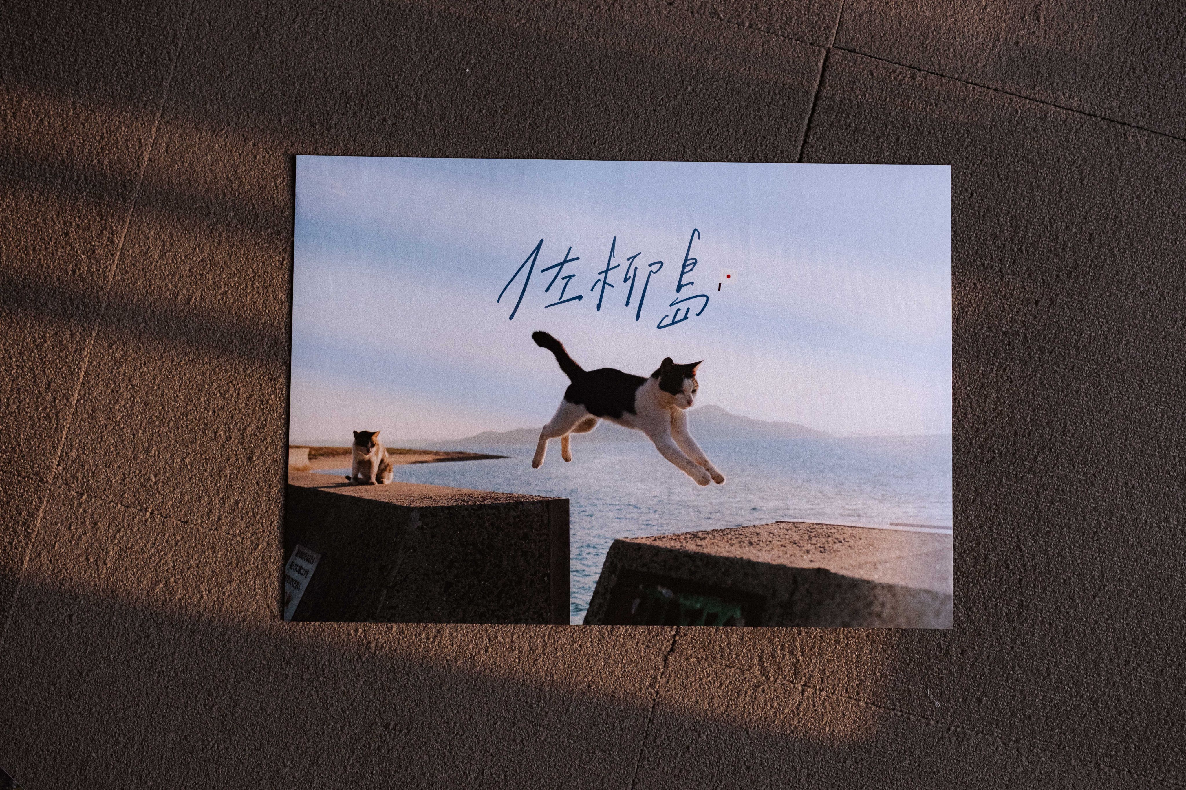 貓七｜佐柳貓島 A3 海報 （飛越2款）