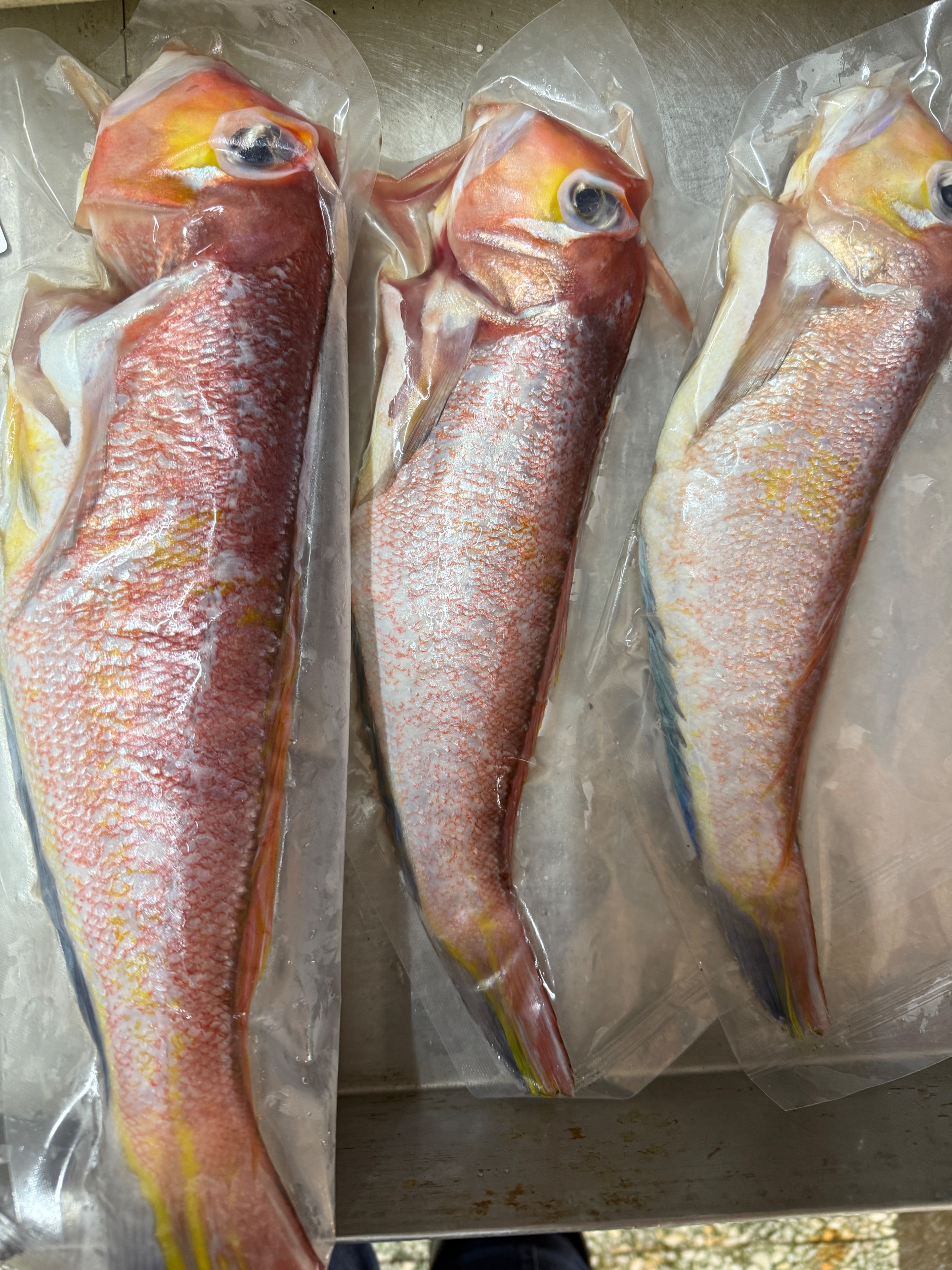 海魚🐠台灣本港 馬頭魚