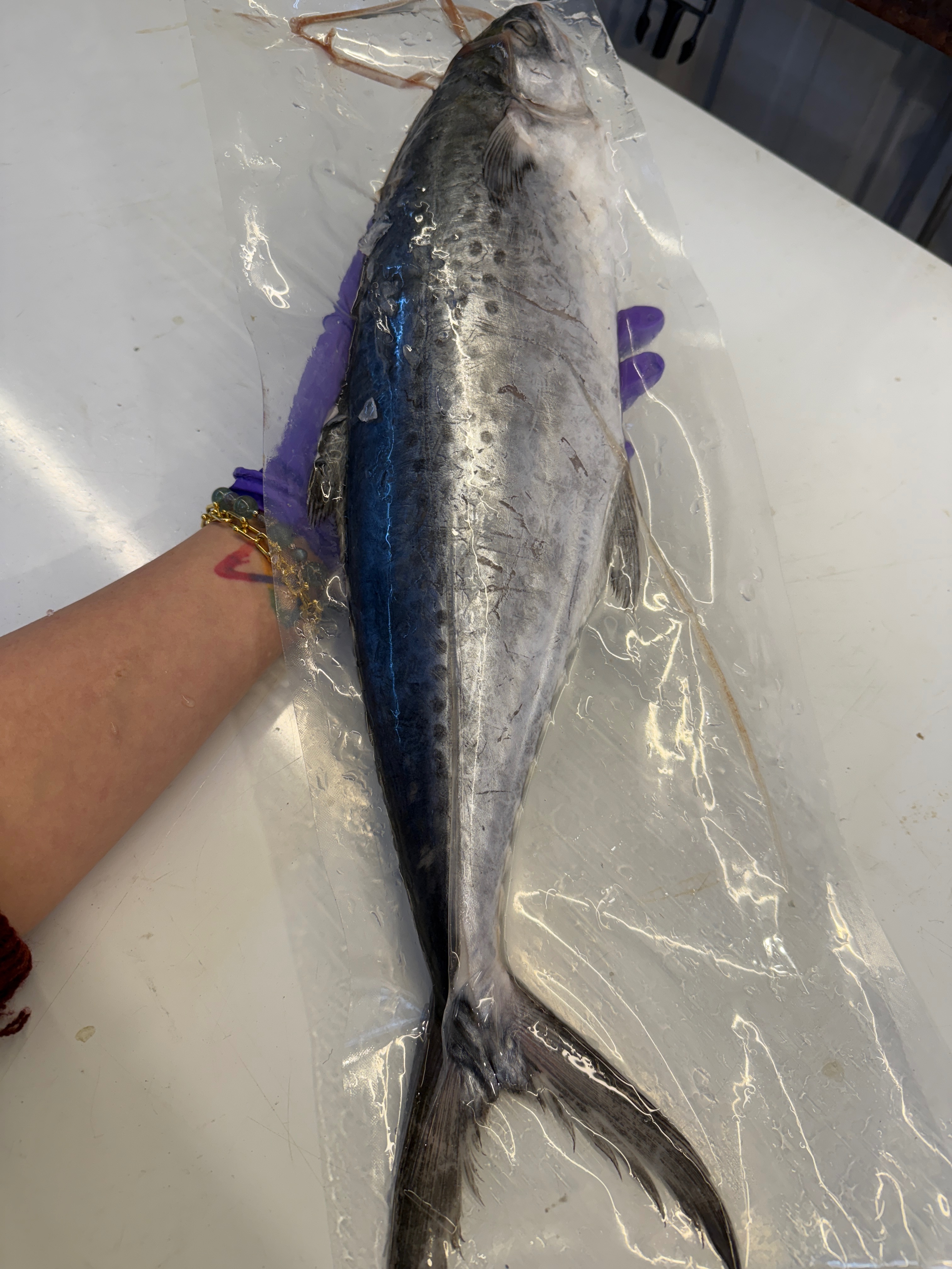 海魚🐠闊北