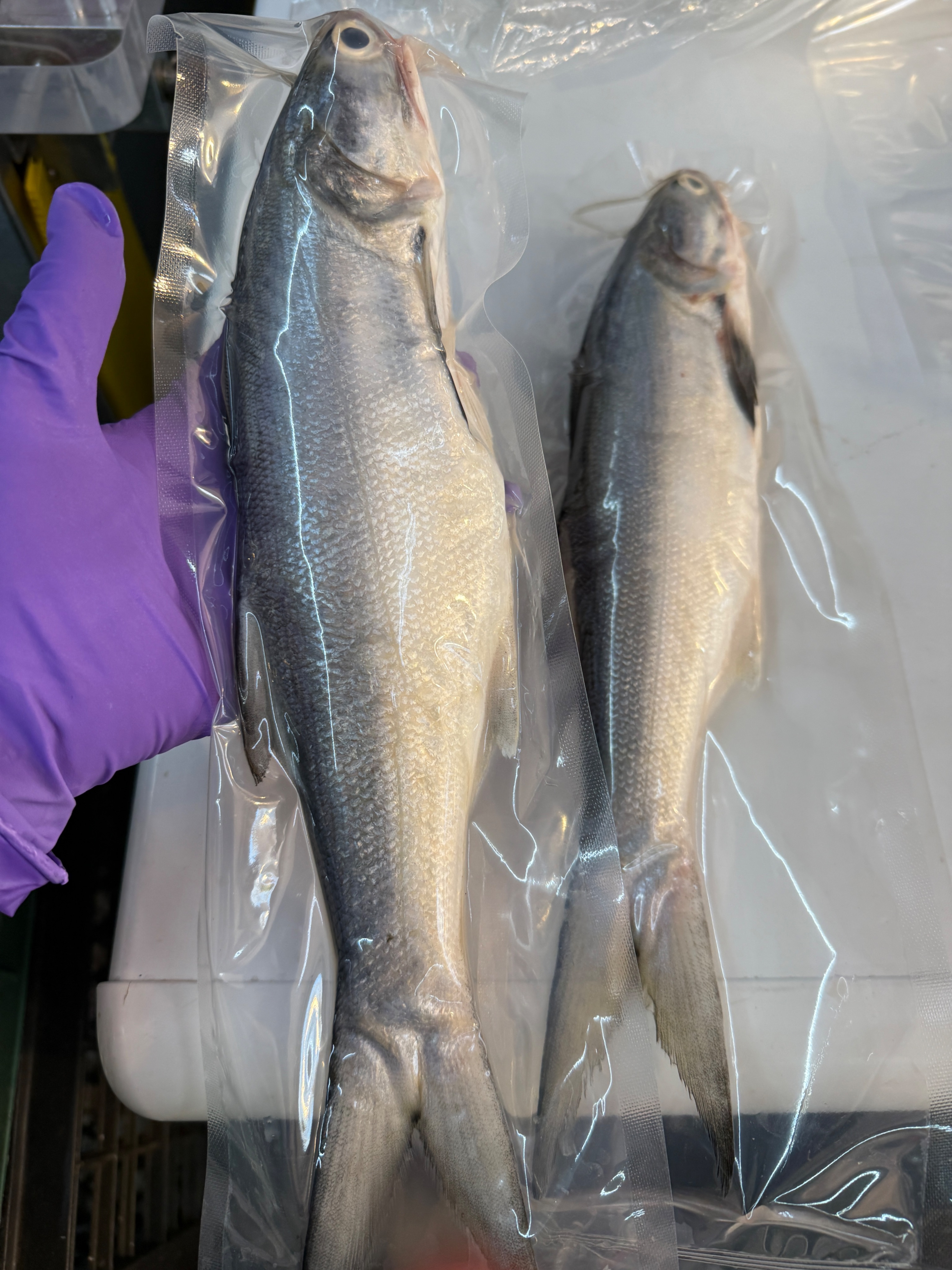 海魚🐠午仔魚